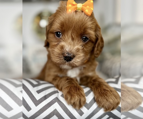 Medium Photo #3 Australian Labradoodle-Goldendoodle Mix Puppy For Sale in BAKERSFIELD, CA, USA