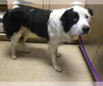 Small Australian Shepherd