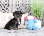 Small Photo #2 Morkie Puppy For Sale in MOUNT VERNON, OH, USA