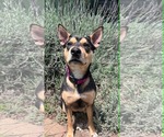 Small #3 Australian Kelpie Mix