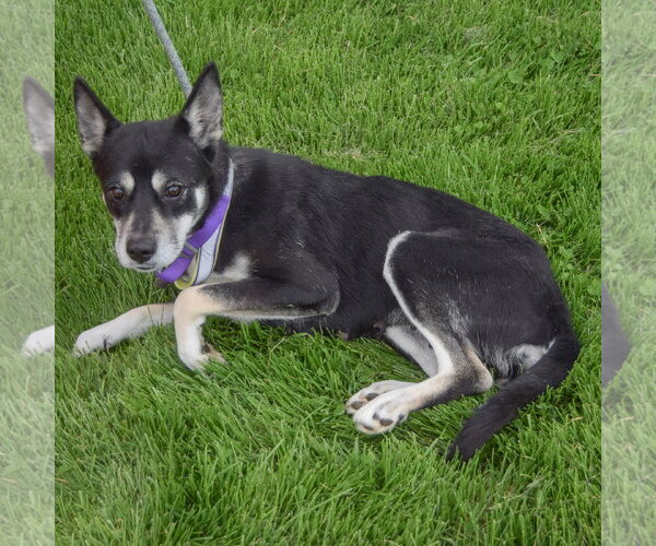 Medium Photo #5 Gerberian Shepsky Puppy For Sale in Huntley, IL, USA