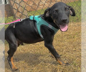 Geoff - Male Bulldog-Labrador Retriever Mix Dog for Adoption - Photo #6