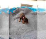 Small Photo #11 Doberman Pinscher Puppy For Sale in GOLDSBORO, NC, USA