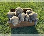 Image preview for Ad Listing. Nickname: Litter of 7