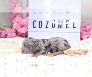Poodle (Toy) Puppy for sale in COLLEGE STA, TX, USA