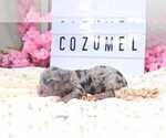 Small Poodle (Toy)