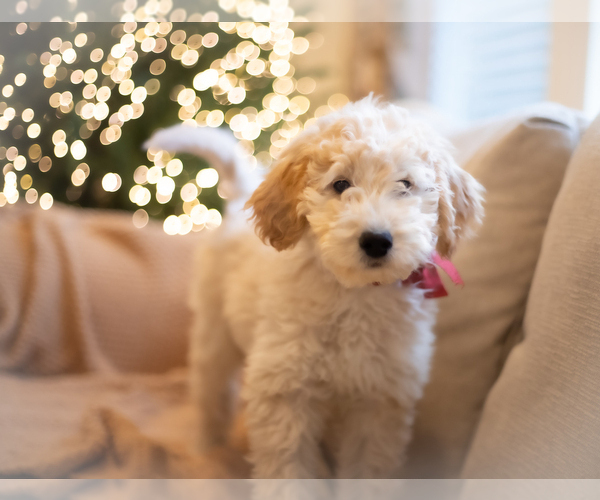 Medium Photo #1 Goldendoodle (Miniature) Puppy For Sale in COLUMBUS, OH, USA