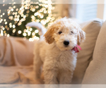 Small Photo #1 Goldendoodle (Miniature) Puppy For Sale in COLUMBUS, OH, USA