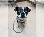 Small #1 Mutt