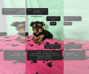 Yorkshire Terrier Puppy for sale in TUCSON, AZ, USA
