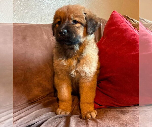 Medium Photo #3 Labrador Retriever-Unknown Mix Puppy For Sale in Canton, CT, USA