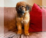 Small #2 Labrador Retriever Mix