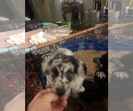 Small Photo #8 Australian Shepherd Puppy For Sale in SUNNYVALE, CA, USA