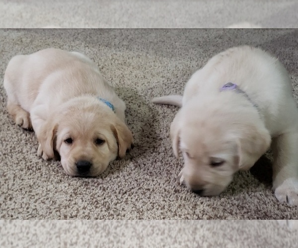 Medium Photo #115 Labrador Retriever Puppy For Sale in OLYMPIA, WA, USA