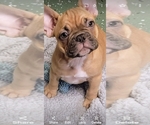 Puppy Puppy 4 French Bulldog