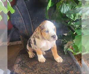 Beabull Puppy for sale in ARTHUR, IL, USA