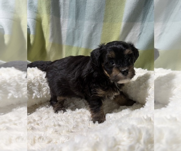 Medium Photo #10 Havapoo Puppy For Sale in GUTHRIE, KY, USA