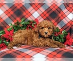 Small Photo #5 Poodle (Miniature) Puppy For Sale in KIRKWOOD, PA, USA