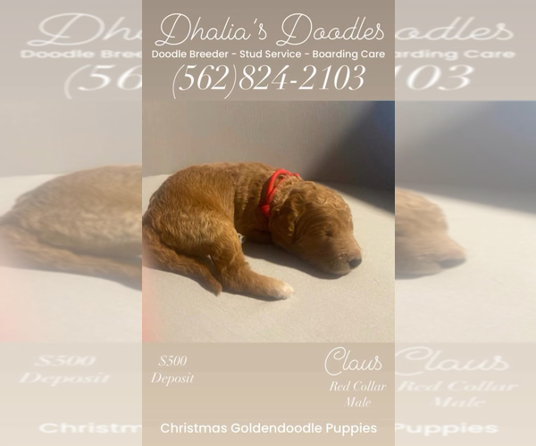 Medium Photo #3 Goldendoodle Puppy For Sale in BREA, CA, USA