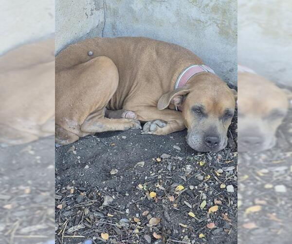 Medium Photo #1 Mastiff-Unknown Mix Puppy For Sale in San Antonio, TX, USA