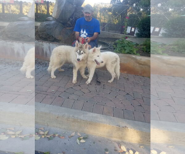 Medium Photo #5 Samoyed-Siberian Husky Mix Puppy For Sale in Pacific grove , CA, USA