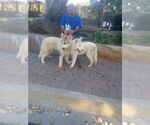Small #4 Samoyed-Siberian Husky Mix