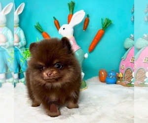 Pomeranian Puppy for sale in EASTVALE, CA, USA