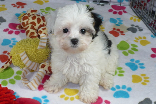 Medium Photo #1 Maltese-Poodle (Toy) Mix Puppy For Sale in TUCSON, AZ, USA