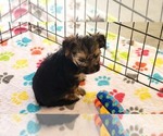 Small #5 Morkie