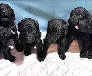 Goldendoodle Puppy for sale in KANSAS CITY, MO, USA