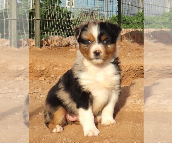 Medium Photo #28 Miniature Australian Shepherd Puppy For Sale in WITTMANN, AZ, USA
