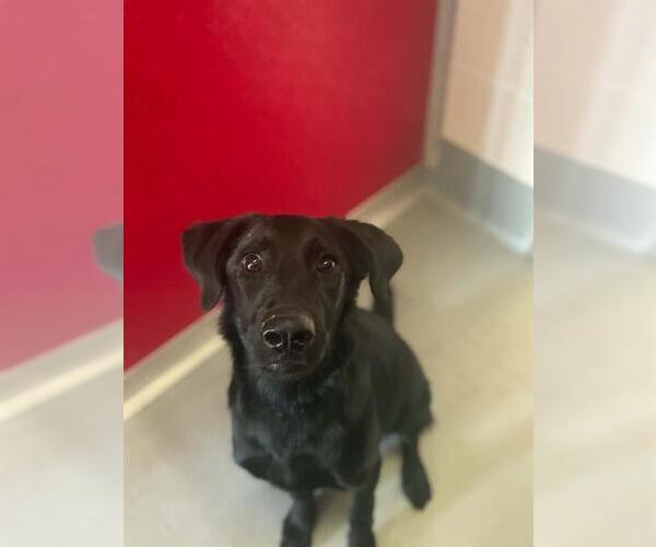 Medium Photo #1 Labrador Retriever-Unknown Mix Puppy For Sale in Visalia, CA, USA