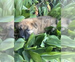 Small #3 Mutt