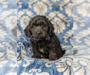 Goldendoodle (Miniature) Puppy for sale in QUARRYVILLE, PA, USA