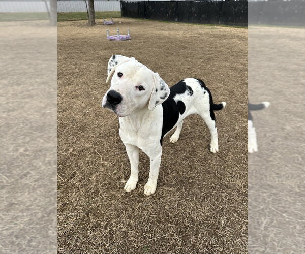 Medium Photo #5 Great Dane-Labrador Retriever Mix Puppy For Sale in Evansville, IN, USA