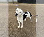 Small #4 Great Dane-Labrador Retriever Mix