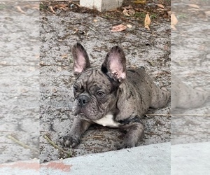 French Bulldog Dog for Adoption in CAPE CORAL, Florida USA