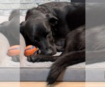 Small #1 Labrador Retriever Mix