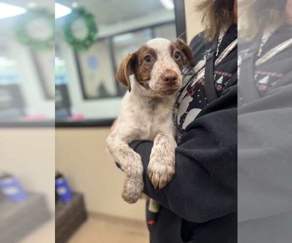 Medium Photo #2 Mutt Puppy For Sale in Elmsford, NY, USA