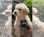Small Photo #2 English Cream Golden Retriever-Poodle (Standard) Mix Puppy For Sale in BURNSVILLE, NC, USA