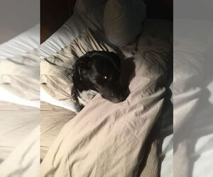 BAILEY #17 - Female Mutt Dog for Adoption - Photo #3