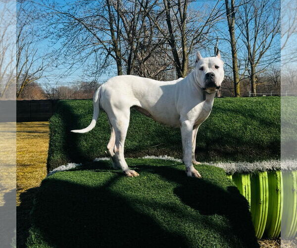 Medium Photo #4 Argentinian Mastiff Puppy For Sale in Belleville, MI, USA