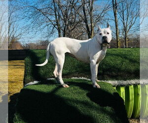 Ellie May - Female Argentinian Mastiff Dog for Adoption - Photo #4