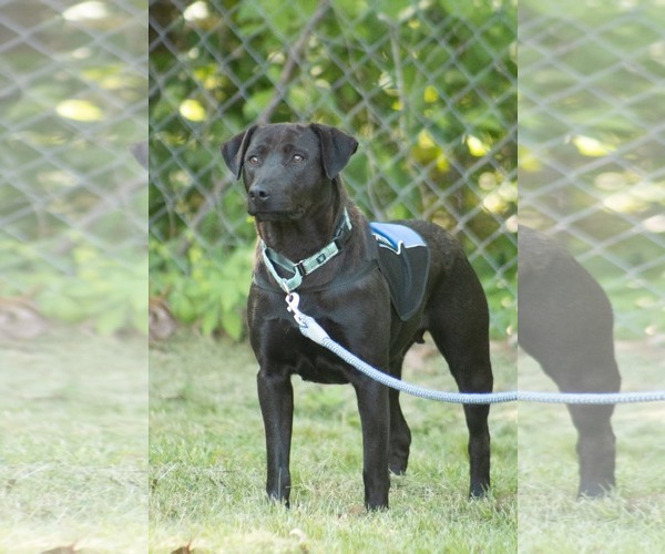 Medium Photo #2 Labrador Retriever-Unknown Mix Puppy For Sale in Rustburg, VA, USA
