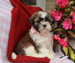 Puppy Kenzie Shih Tzu