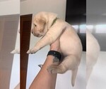 Small #6 Golden Labrador
