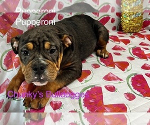 Olde English Bulldogge Puppy for sale in LORAIN, OH, USA