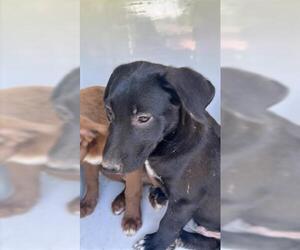 Labrador Retriever-Unknown Mix Dogs for adoption in Houston, TX, USA