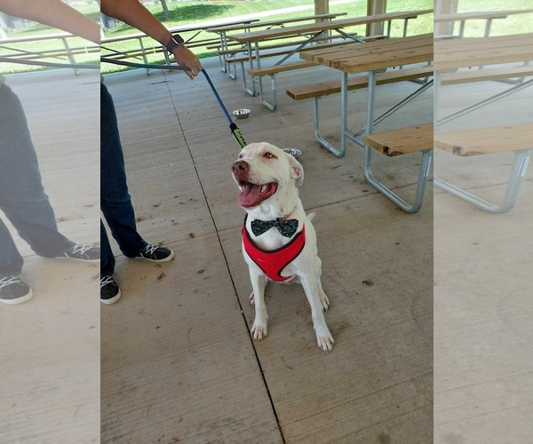 Medium Photo #1 Bullboxer Pit Puppy For Sale in Germantown, OH, USA