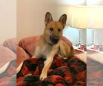 Small #1 German Shepherd Dog